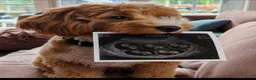 Labradoodle honden te koop: Roxy bijna mama van 5 of 6 puppy's! ♡ - Advertentie 1