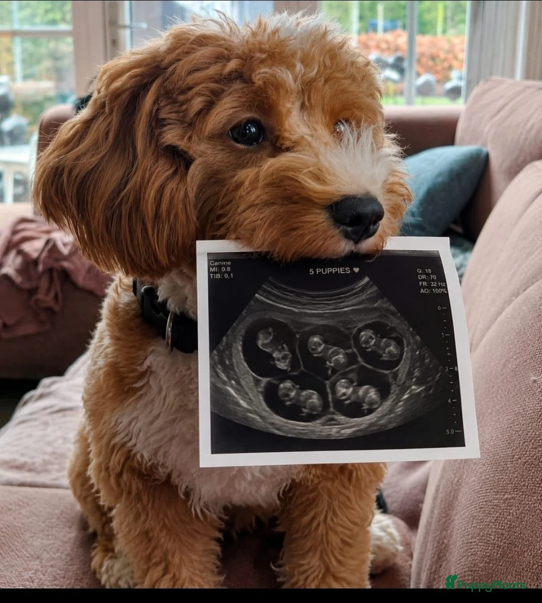 Labradoodle honden te koop: Roxy bijna mama van 5 of 6 puppy's! ♡ - Advertentie 1