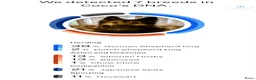 Kruising honden te koop: Eurasier/Duitse Herder x Golden Retriever pups - Advertentie 3