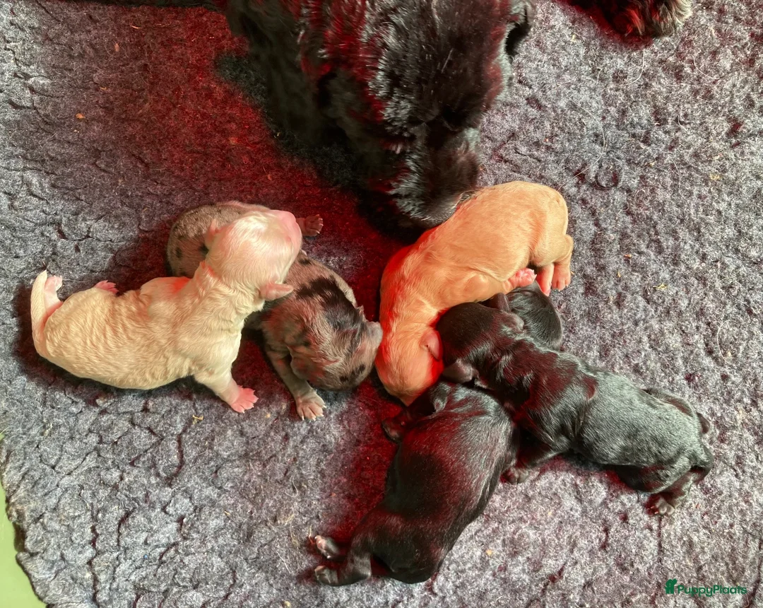 Cockapoo honden te koop: Cockapoo - Advertentie 1