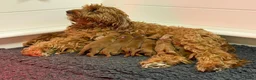 Australian Labradoodle honden te koop: Nog 2 bijzondere reutjes op zoek naar hun huisje - Advertentie 3
