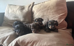 Teckel (korthaar)  honden te koop:  1 Leuke schattige teckelpup (TEEFJE ) - Afbeelding 1
