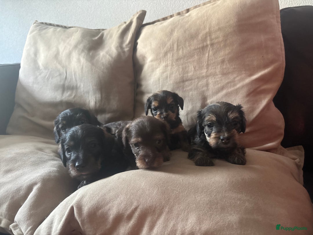 Teckel (korthaar)  honden te koop:  1 Leuke schattige teckelpup (TEEFJE ) - Afbeelding 1