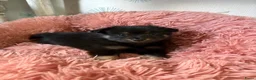 Kruising honden te koop: Pomchi x keeshond puppy’s  - Advertentie 13