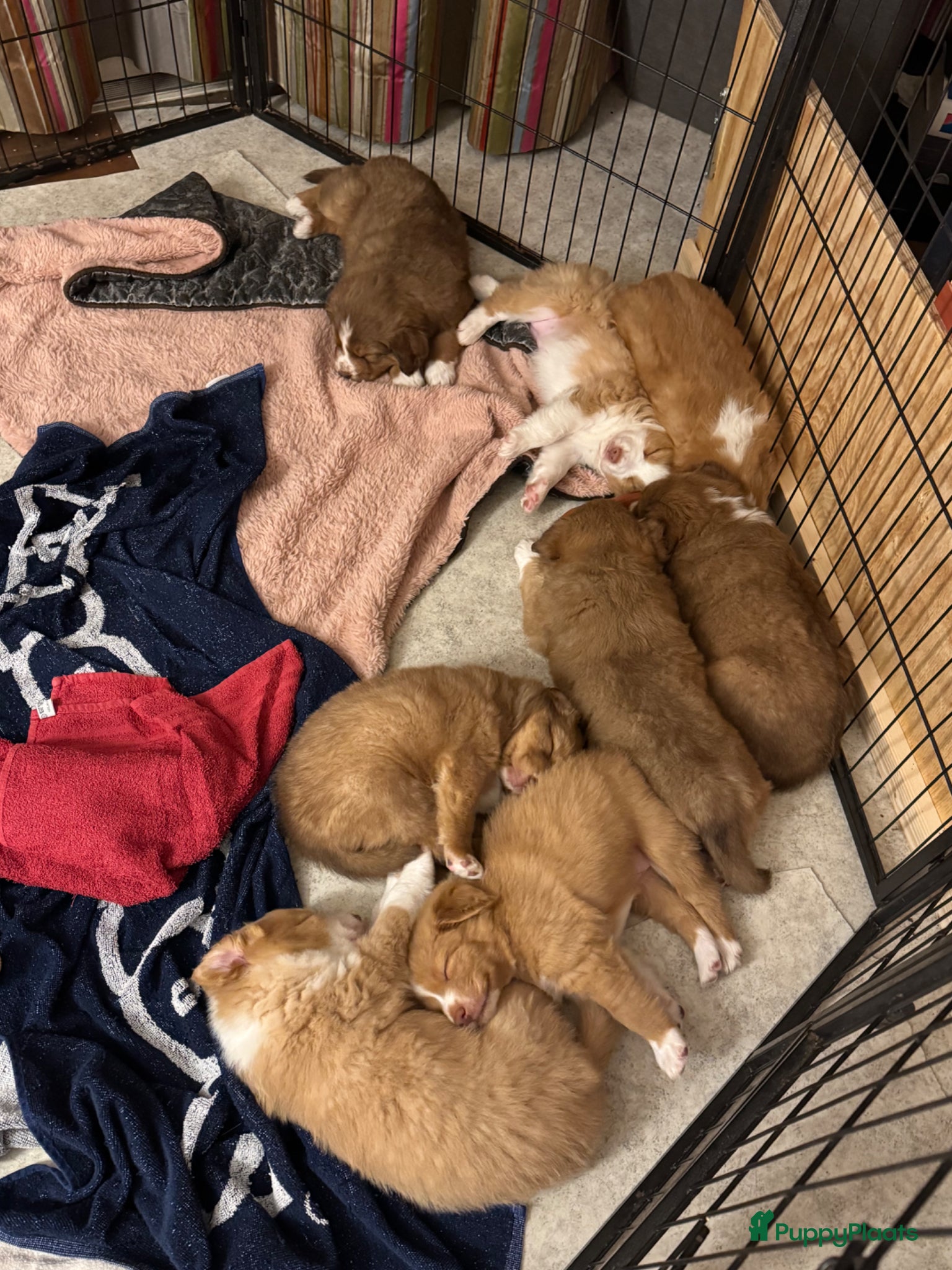 Kruising honden Toller x Australian Shepherd pups - Advertentie 2