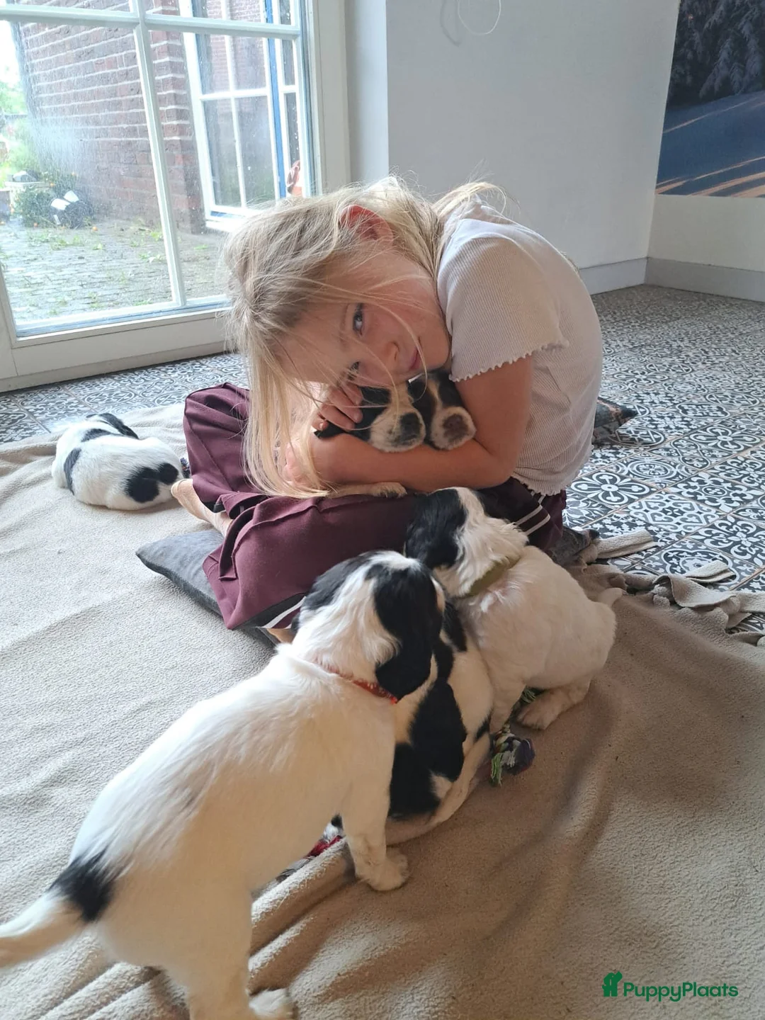 Engelse Springer Spaniel honden te koop: Stamboom engelse springer pups  - Advertentie 7