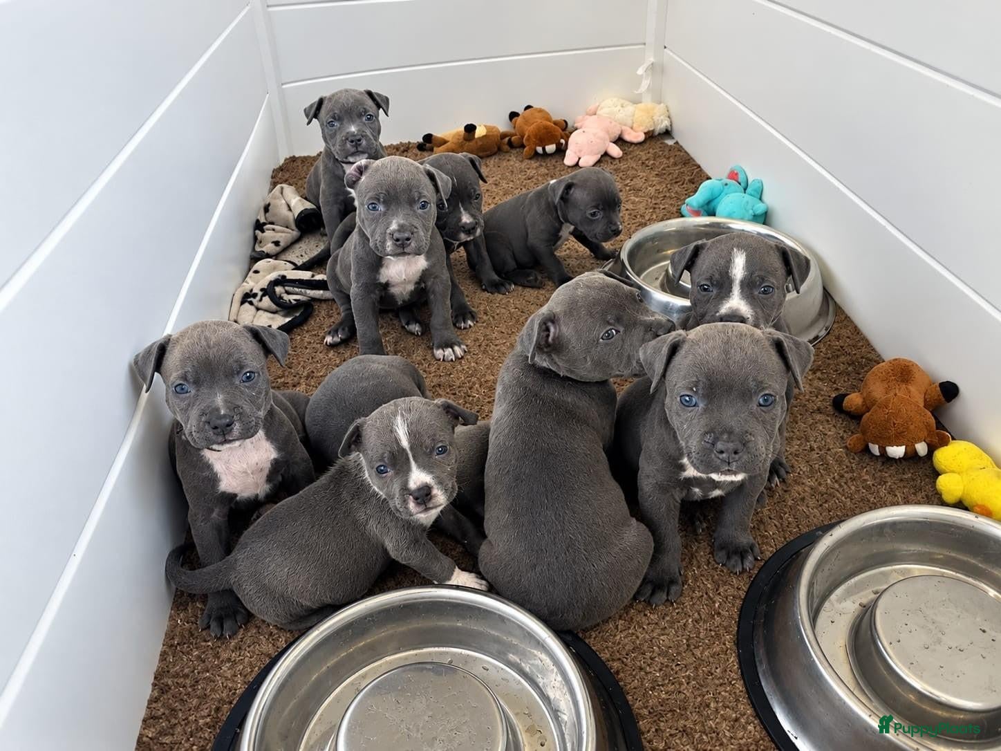 Amerikaanse Bully honden 🐾AMERICAN BULLY XL PUPPIES🐾 - Advertentie 3