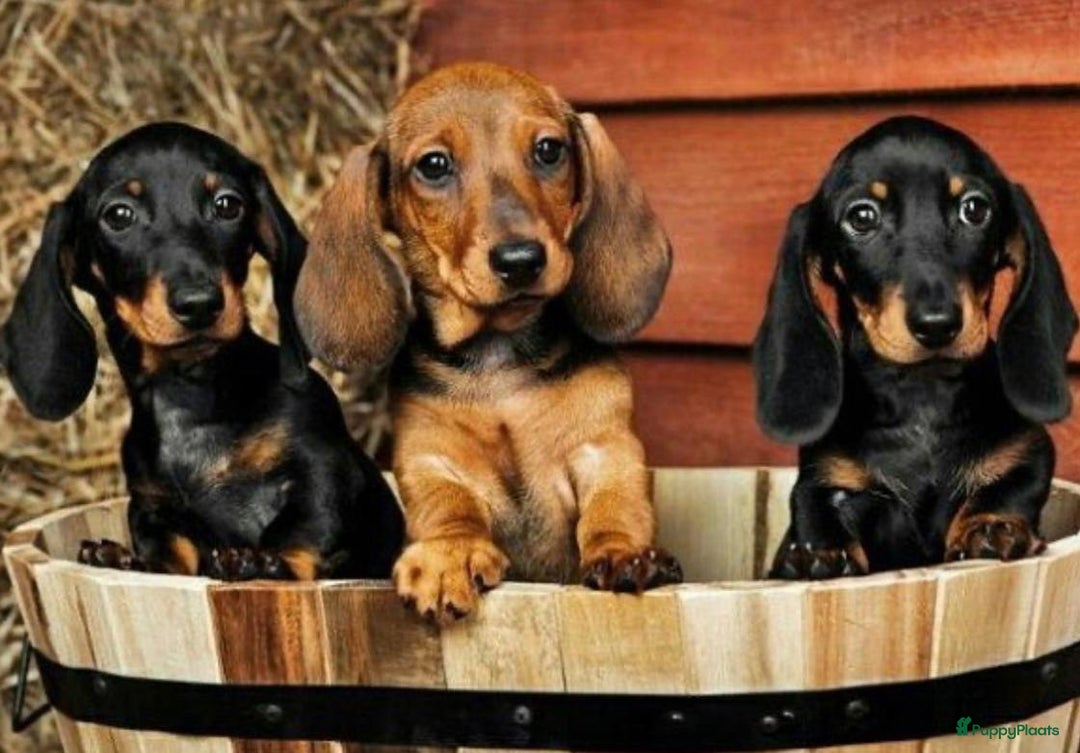 Teckel (korthaar)  honden te koop: Kleine Teckel pups - Advertentie 1