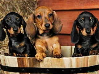 Teckel (korthaar) honden Kleine Teckel pups - Advertentie 3