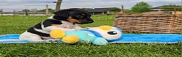 Jack Russel Terriër honden te koop: 4 Jack Russel pups: Black and Tan + Driekleurig 🐶 - Advertentie 14