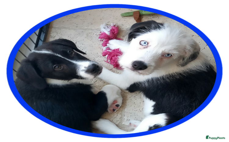 Kruising honden - Advertentie 4