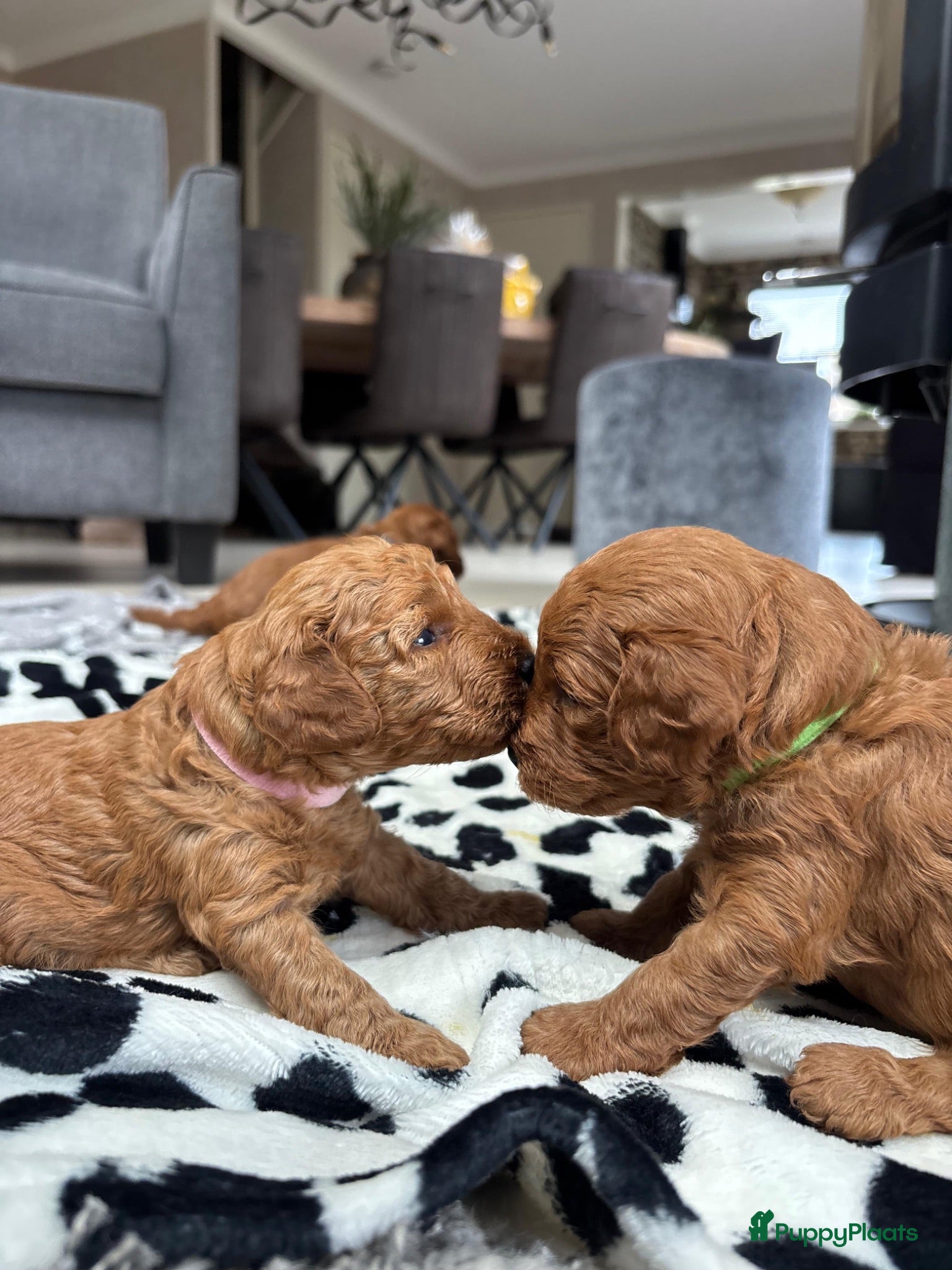 Poedel Toy honden Prachtige toypoedel pups  - Advertentie 12