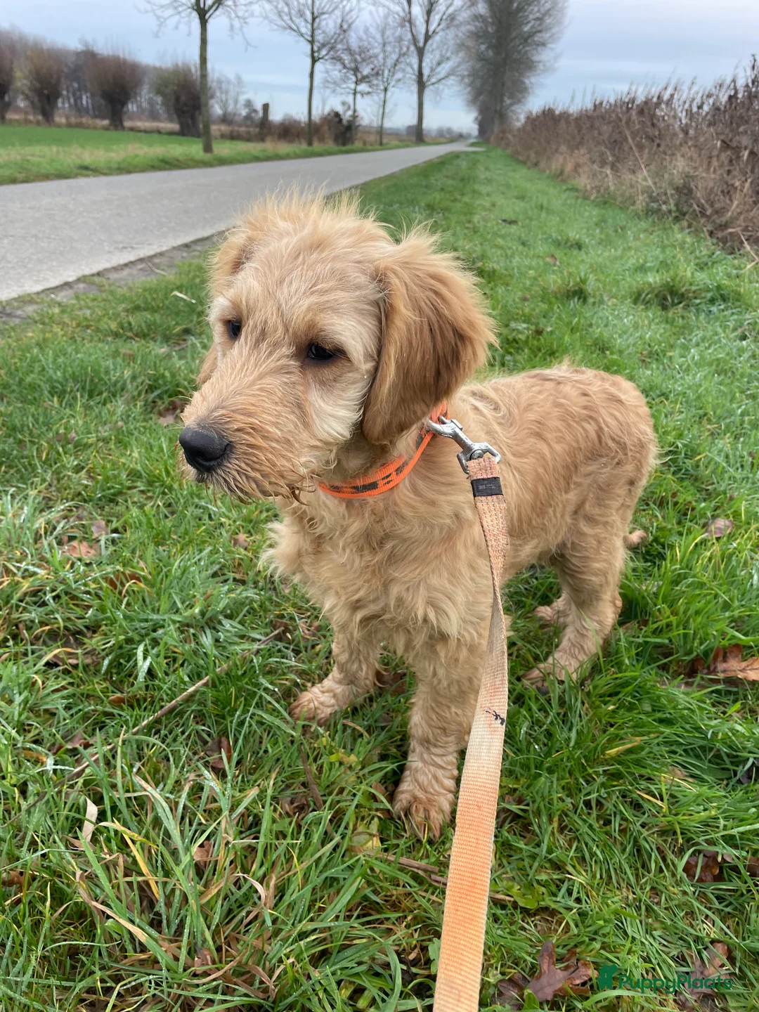 Kruising honden te koop: Mooi goldendoodle reutje! - Advertentie 1