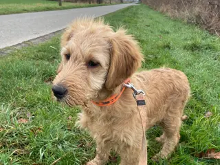 Kruising honden Mooi goldendoodle reutje! - Advertentie 3