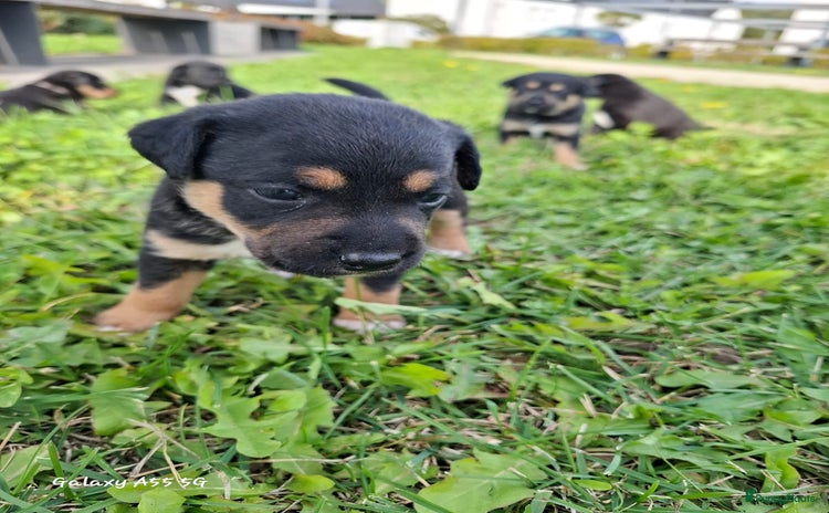 Kruising honden - Advertentie 5