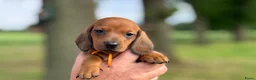 Teckel (korthaar)  honden te koop: Prachtige teckelpupjes  - Advertentie 3