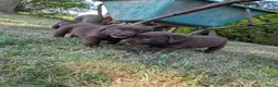 Labrador Retriever honden te koop: Prachtige super sociale labrador pups  - Advertentie 12