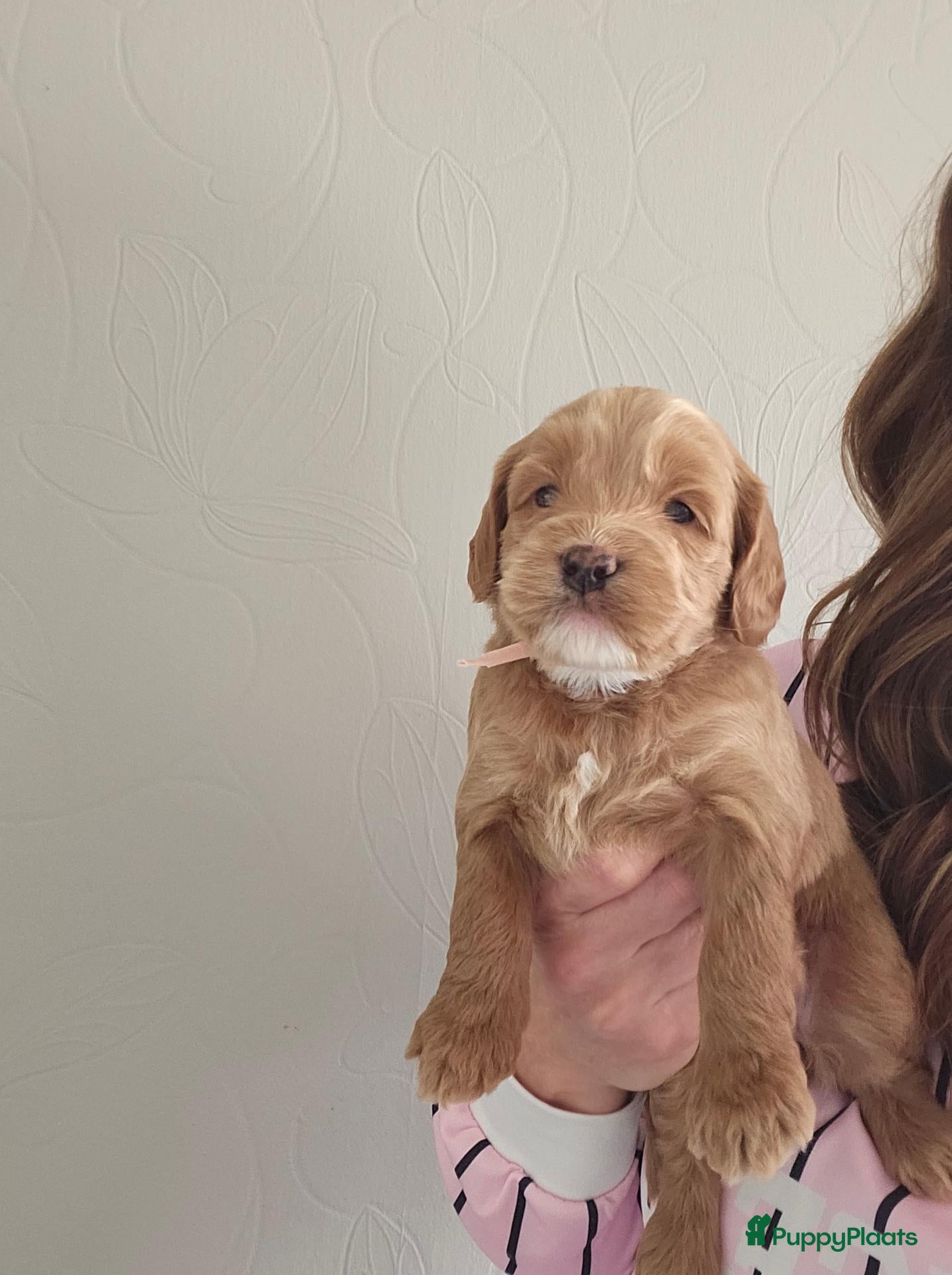 Australian Labradoodle honden Australian Labradoodle pups met wala stamboom  - Advertentie 2
