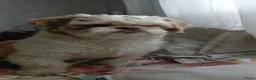 Shih Tzu honden te koop: Hond te koop - Advertentie 3