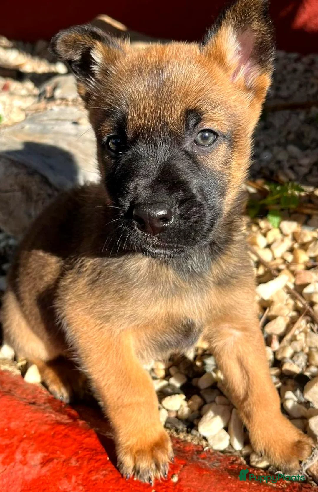 Kruising honden ter adoptie: gingi op zoek naar een gouden mandje  - Advertentie 1