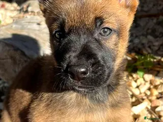 Kruising honden gingi op zoek naar een gouden mandje - Advertentie 2