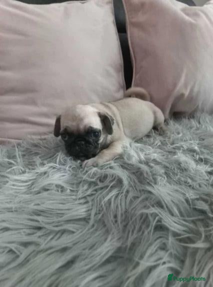 Mopshond honden Mopshond pups - Advertentie 17