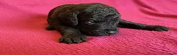Labradoodle honden te koop:  Medium Labradoodle pups  zoeken gouden mandje - Advertentie 5