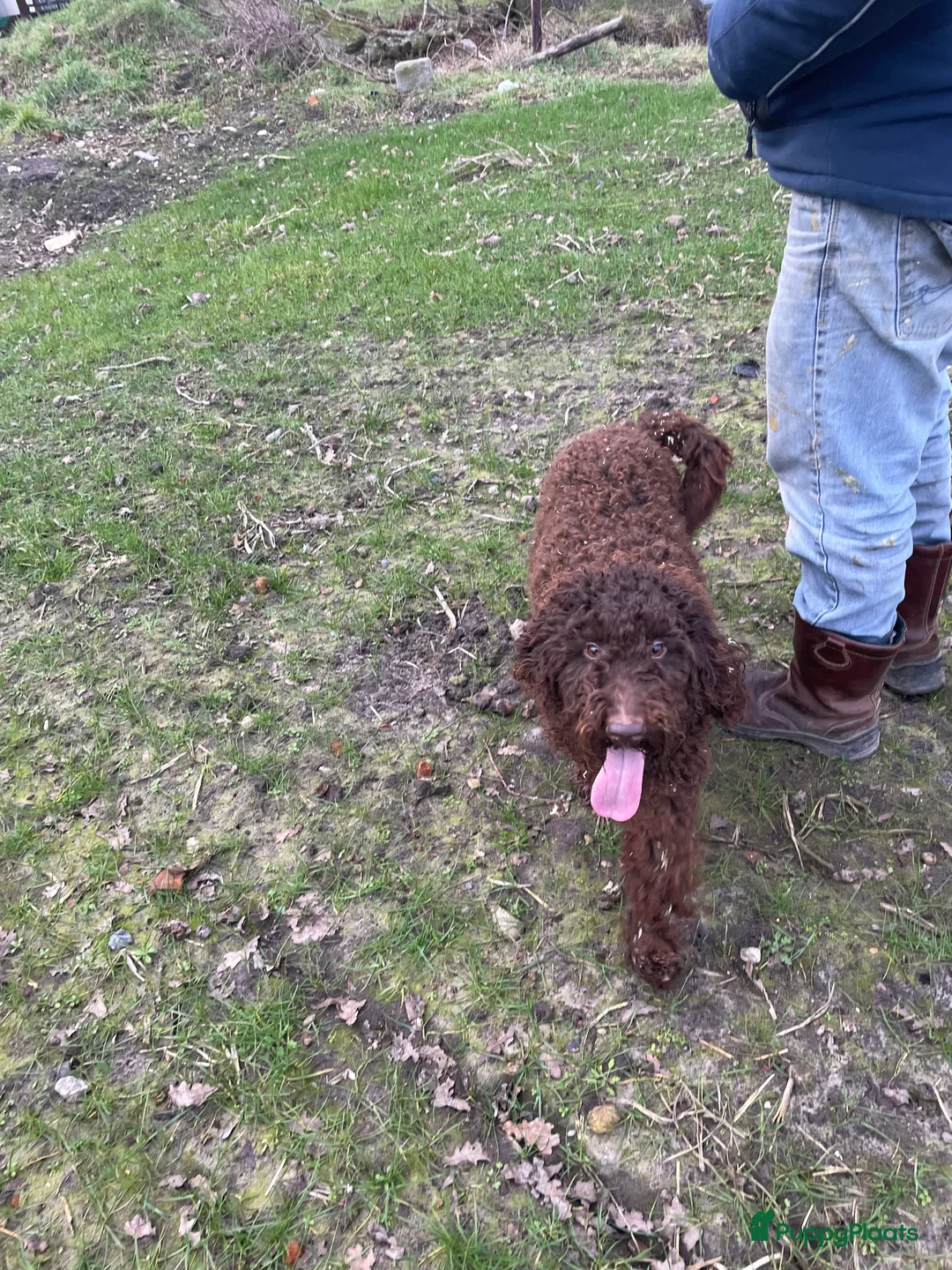 Kruising honden te koop: Mooie medium zwarte goldendoodle pups! - Advertentie 4