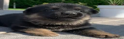 Duitse Herder honden te koop: Duitse herder pup nog 1 reu beschikbaar. - Advertentie 5