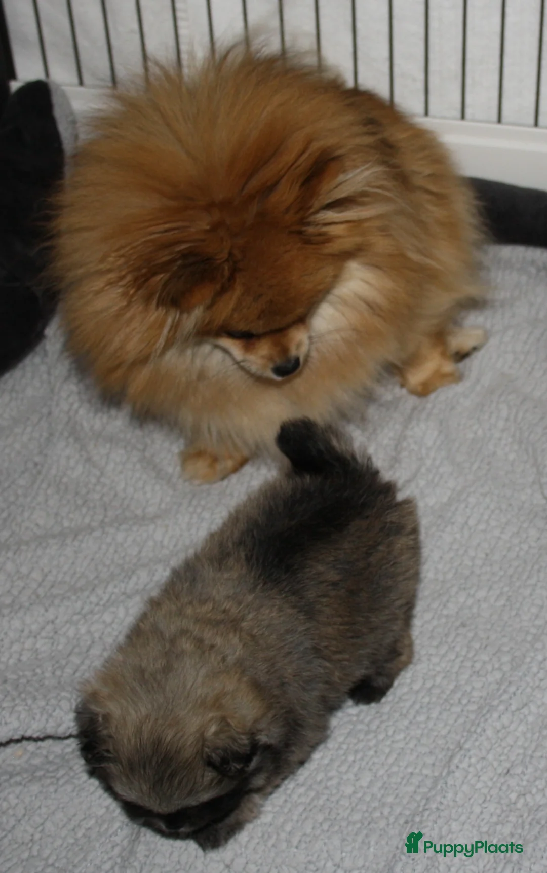 Pomeriaan honden te koop: pomeriaan/dwergkees pup reutje met FCI stamboom - Advertentie 8