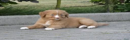 Nova Scotia Duck Tolling Retriever honden te koop: Nova Scotia Duck Tolling Retriever pups # Toller - Advertentie 11