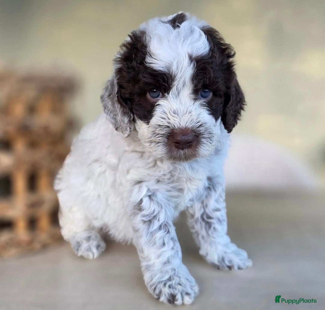 Lagotto Romagnolo honden te koop: Laatste Lagotto pupje  - Advertentie 2