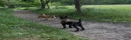 Shiba honden te koop: Shiba inu pup 5 maanden - Advertentie 3