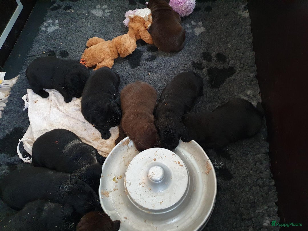Labrador Retriever honden te koop: 3 zwarte reuen  in Weert - Afbeelding 4