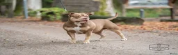Amerikaanse Bully honden te koop: Amerikaanse Bully (Standaard) - Advertentie 5