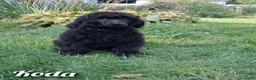 Poedel honden te koop: Prachtig nest zwarte Grote Poedel reutjes! - Advertentie 7