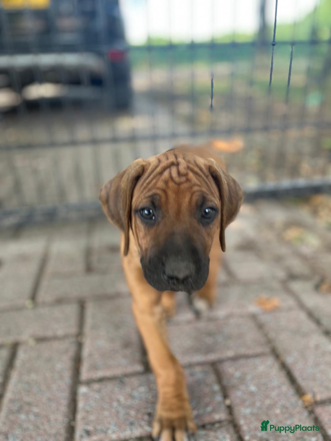 Rhodesian Ridgeback honden te koop: Rhodesian Ridgeback pups - Afbeelding 6