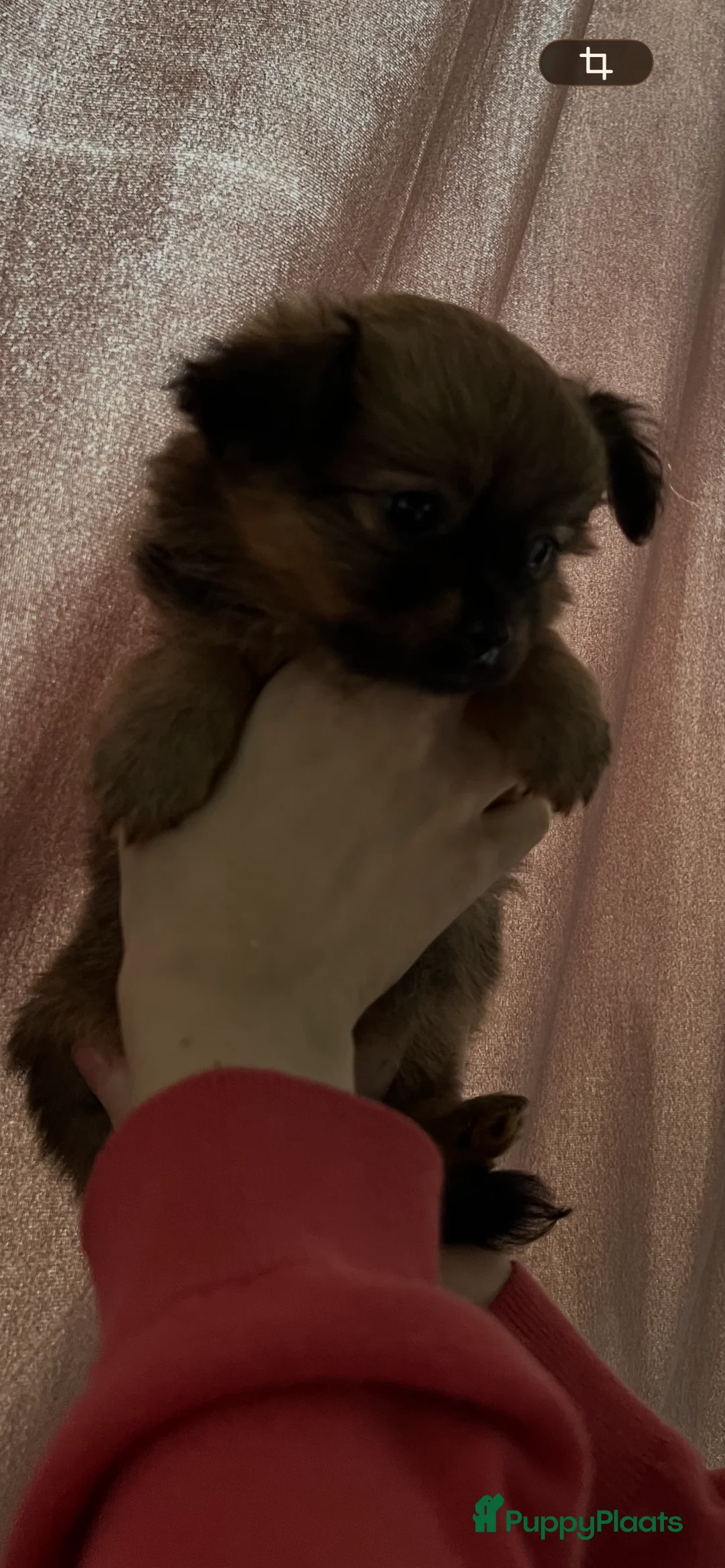 Pomchi honden te koop: Lieve Pomchi pups - Advertentie 4