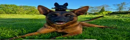 Mechelse Herder honden te koop: Nest met 9 pups (1 verkocht) in Veendam - Advertentie 7