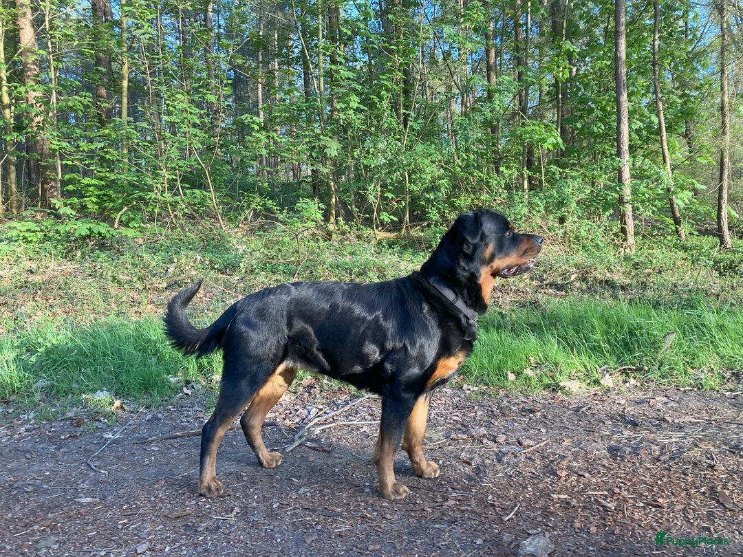 Rottweiler honden te koop: Mooie Rottweiler pups - Afbeelding 25