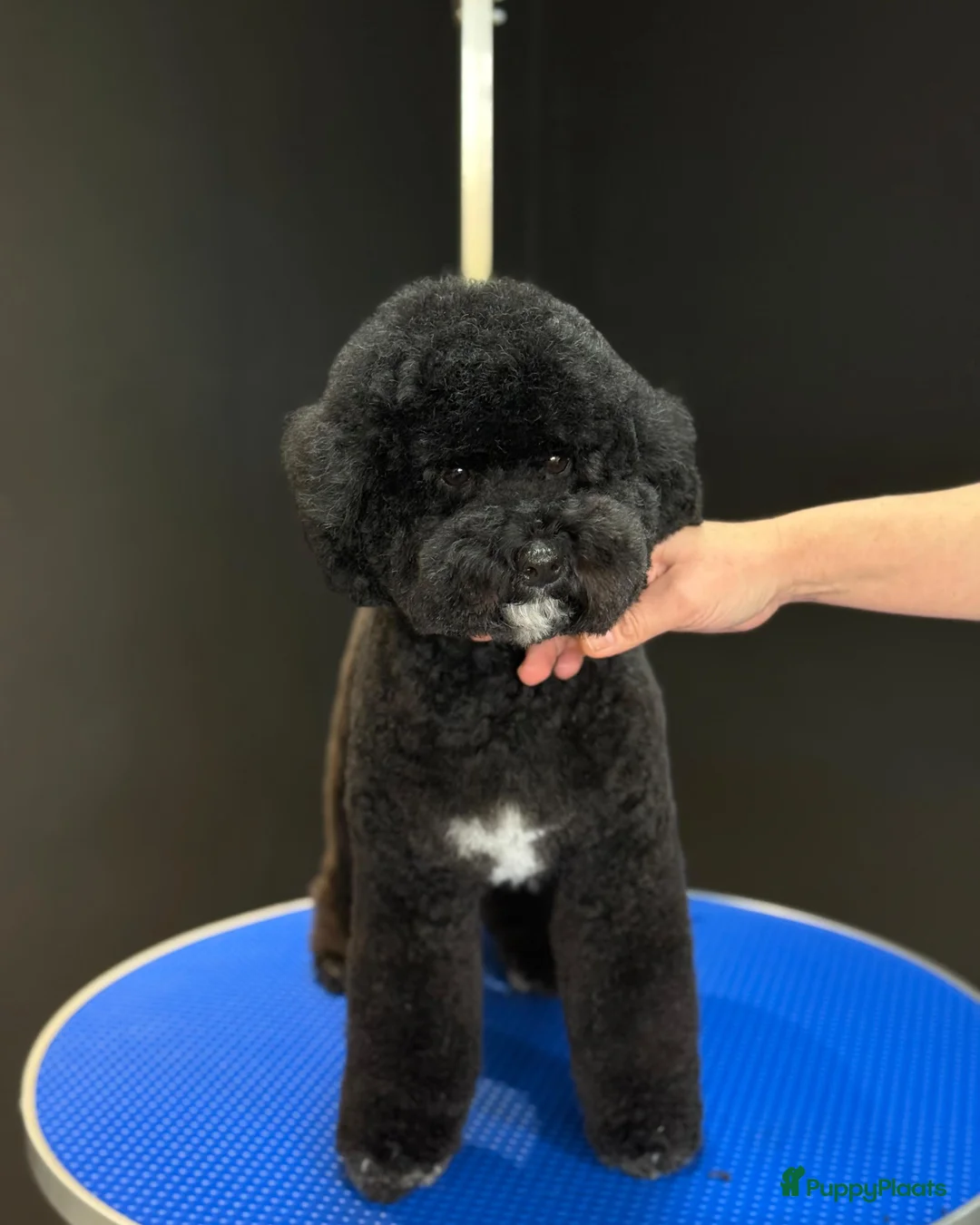 Kruising honden te koop: Dwerg x toy poedel pups bijzonder mooi - Advertentie 10