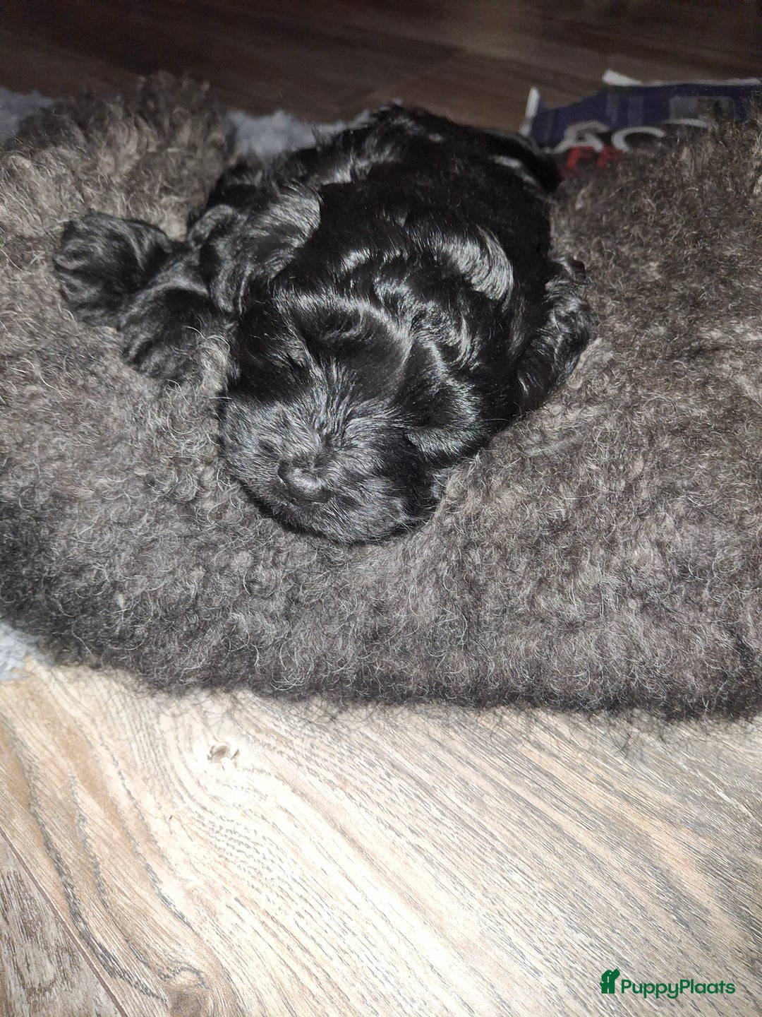 Goldendoodle honden te koop: Goldendoodle teefje - Advertentie 7