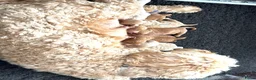 Australian Labradoodle honden te koop: Australische labradoodle pups - Advertentie 11