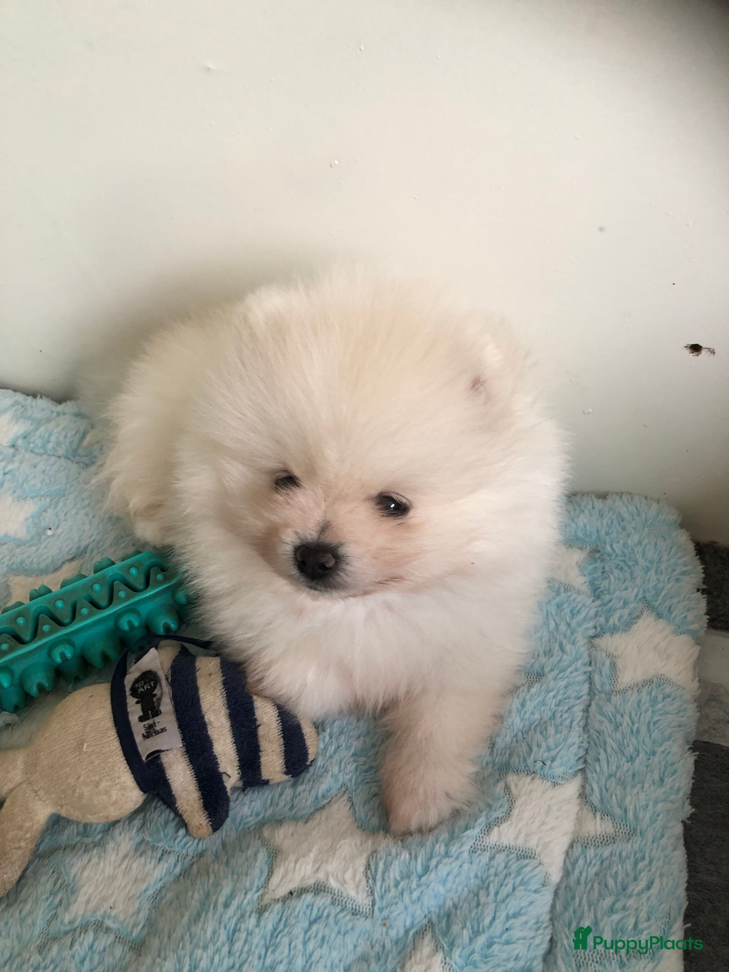 Pomeriaan honden Pomeriaan mini reutje  - Advertentie 5