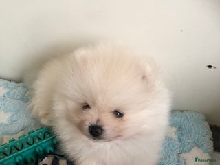 Pomeriaan honden Pomeriaan mini reutje - Advertentie 2