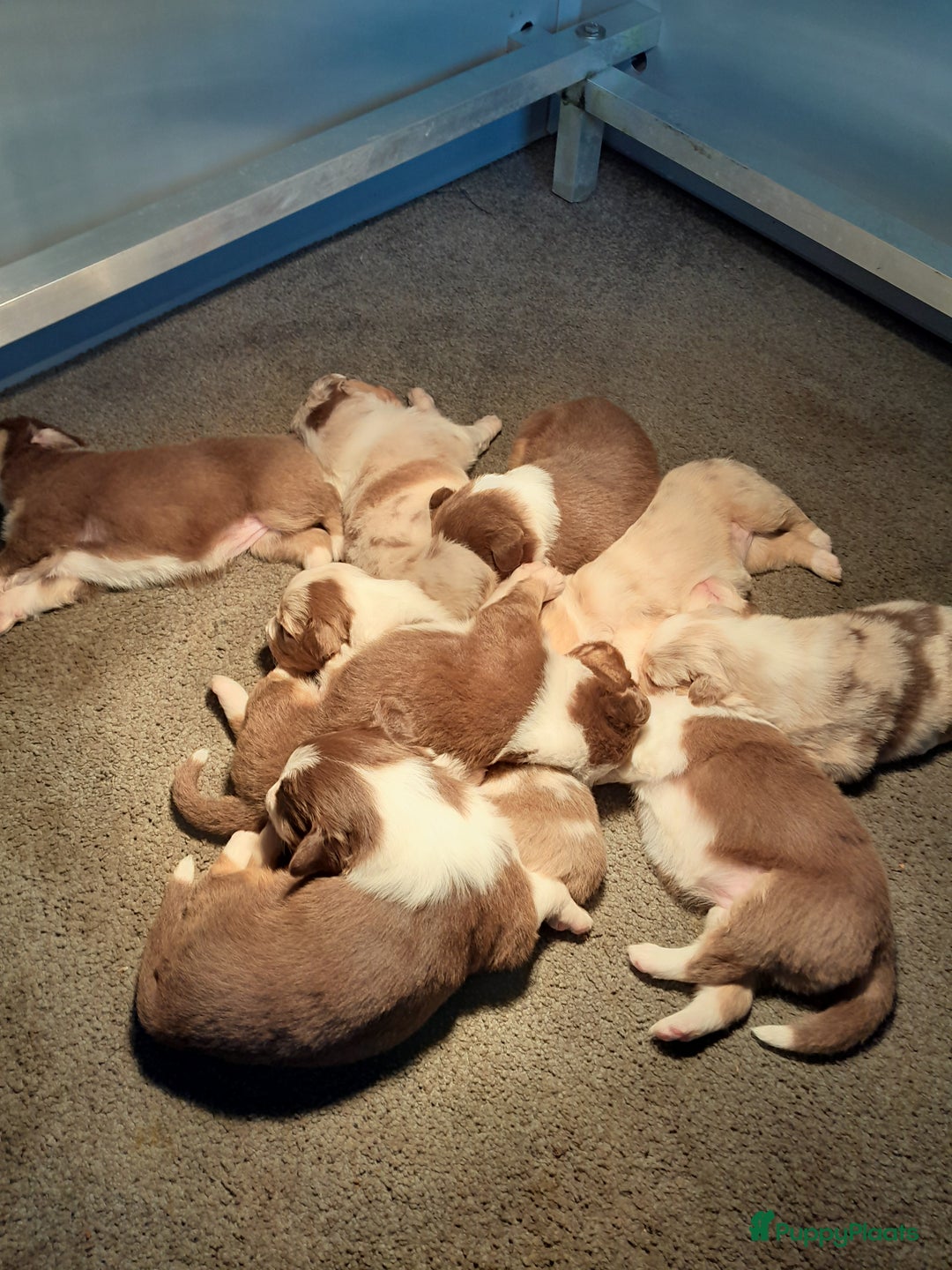 Australian Shepherd honden te koop: Lieve raszuivere australian shepherd pups  - Advertentie 3