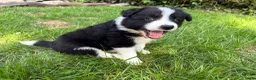 Border Collie honden te koop: Border collie pups  - Advertentie 15
