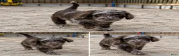 Labradoodle honden te koop: 2 prachtige Labradoodle puppy’s mogen nu verhuizen - Advertentie 18