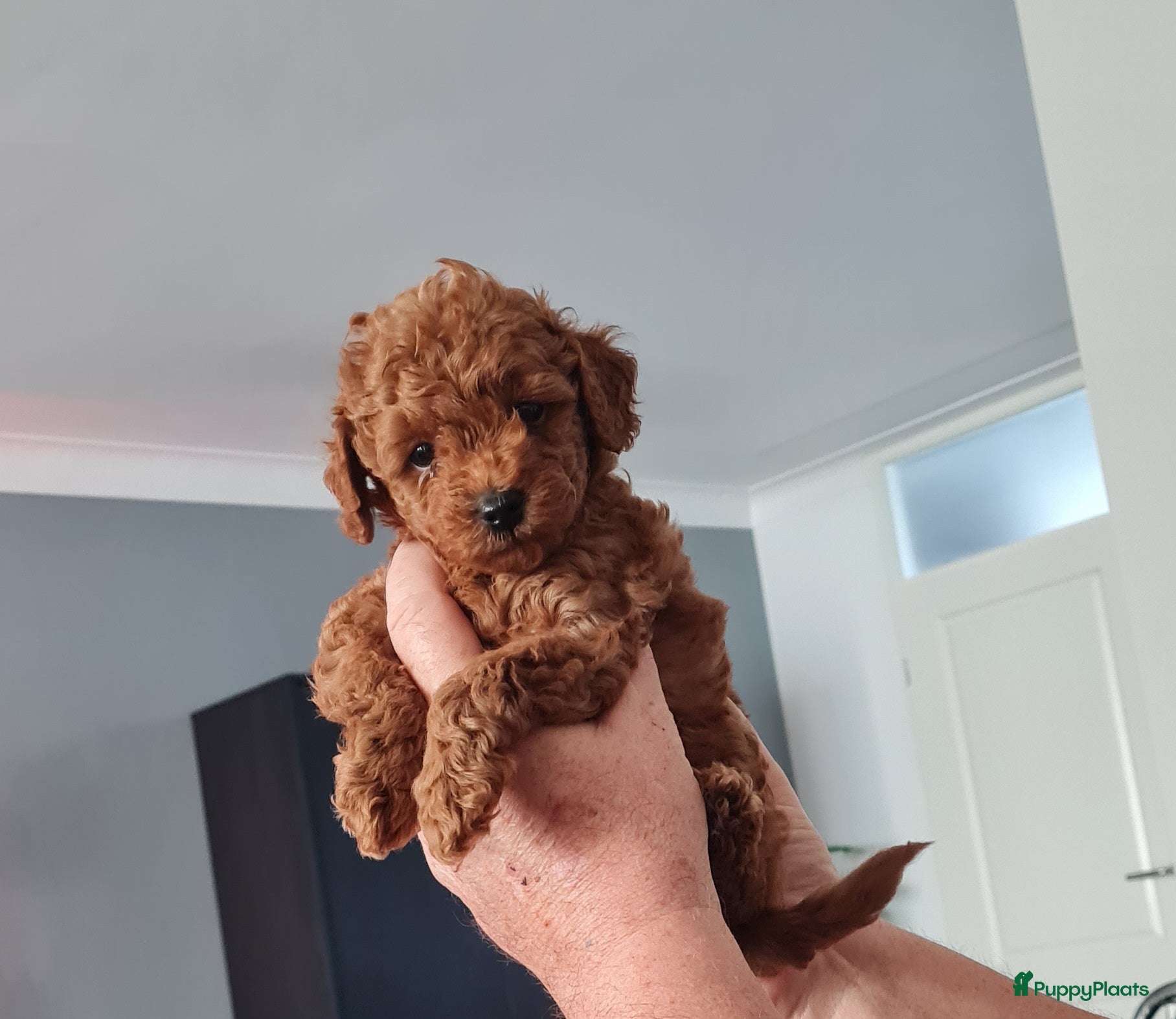 Dwergpoedel honden Rode dwergpoedels - Advertentie 2