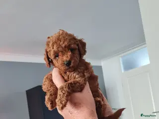 Dwergpoedel honden Rode dwergpoedels - Advertentie 2